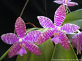 Photo : Phalaenopsis lueddemanniana