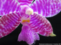 Photo : Phalaenopsis lueddemanniana