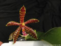 Photo : Phalaenopsis Hymen