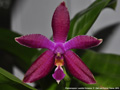 Photo : Phalaenopsis Luedde-Violacea