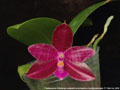 Photo : Phalaenopsis Chienlung Luedgiana