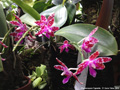 Photo : Phalaenopsis Tigerette