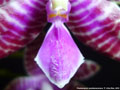 Photo : Phalaenopsis lueddemanniana