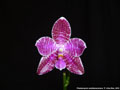 Photo : Phalaenopsis lueddemanniana