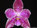 Photo : Phalaenopsis lueddemanniana