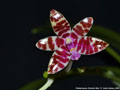 Photo : Phalaenopsis Dreieich Star