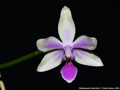Photo : Phalaenopsis Mahinhin