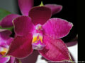 Photo : Phalaenopsis Luedde-Violacea