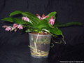 Photo : Phalaenopsis Tigerette