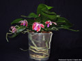 Photo : Phalaenopsis Tigerette