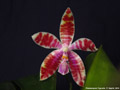 Photo : Phalaenopsis Tigerette