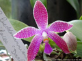 Photo : Phalaenopsis Luedde-Violacea