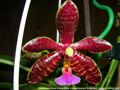 Photo : Phalaenopsis Hymen
