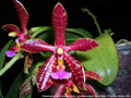 Photo : Phalaenopsis Hymen