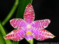 Photo : Phalaenopsis lueddemanniana