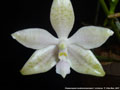 Photo : Phalaenopsis lueddemanniana