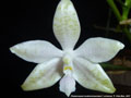 Photo : Phalaenopsis lueddemanniana