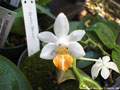 Photo : Phalaenopsis Micro Nova