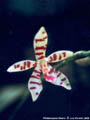 Photo : Phalaenopsis Charm
