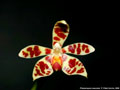 Photo : Phalaenopsis maculata