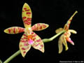 Photo : Phalaenopsis Charm