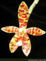Photo : Phalaenopsis Charm