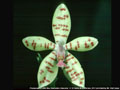 Photo : Phalaenopsis Little Mac