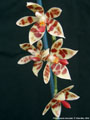 Photo : Phalaenopsis maculata