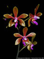 Photo : Phalaenopsis Ilse Kestermann