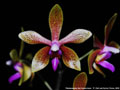 Photo : Phalaenopsis Ilse Kestermann