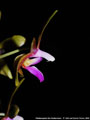Photo : Phalaenopsis Ilse Kestermann