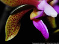 Photo : Phalaenopsis Ilse Kestermann