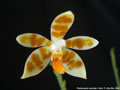 Photo : Phalaenopsis maculata