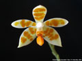 Photo : Phalaenopsis maculata