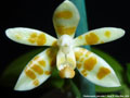 Photo : Phalaenopsis maculata
