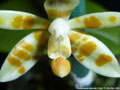 Photo : Phalaenopsis maculata
