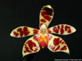 Photo : Phalaenopsis maculata
