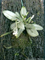 Photo : Phalaenopsis malipoensis