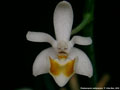 Photo : Phalaenopsis malipoensis