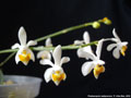 Photo : Phalaenopsis malipoensis