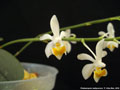 Photo : Phalaenopsis malipoensis