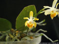 Photo : Phalaenopsis malipoensis