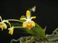 Photo : Phalaenopsis malipoensis