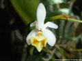 Photo : Phalaenopsis malipoensis