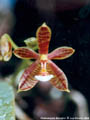 Photo : Phalaenopsis Mancervi