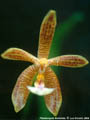 Photo : Phalaenopsis Manbriata