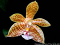 Photo : Phalaenopsis Man Force