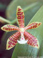 Photo : Phalaenopsis Paul Vincent