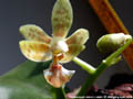 Photo : Phalaenopsis Arne Ulfers
