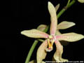 Photo : Phalaenopsis Manniphil